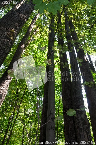 Image of Green forest