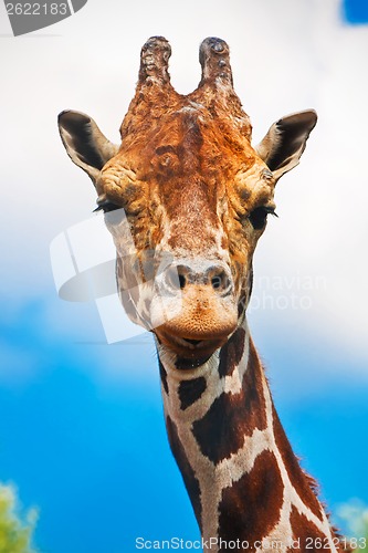 Image of Giraffe