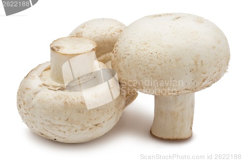 Image of Champignon mushrooms