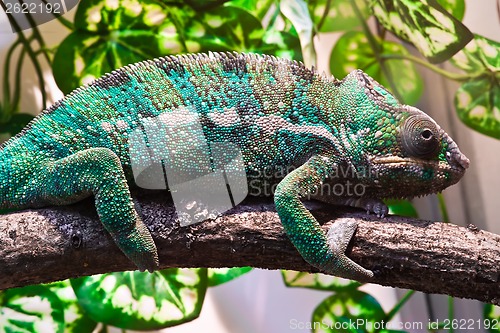 Image of Panther chameleon