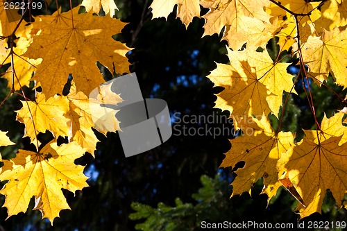 Image of Autumn