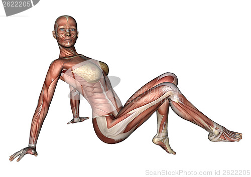 Image of Female Anatomy Figure