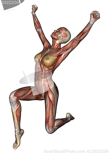Image of Female Anatomy Figure