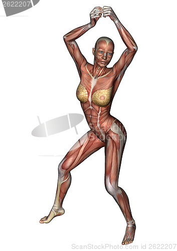 Image of Female Anatomy Figure