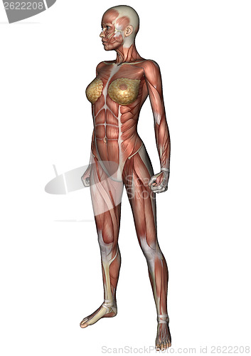 Image of Female Anatomy Figure