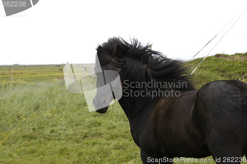 Image of Black icelandic horse