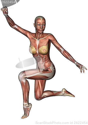 Image of Female Anatomy Figure