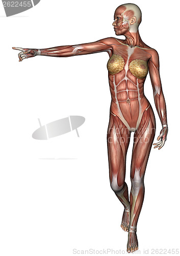 Image of Female Anatomy Figure