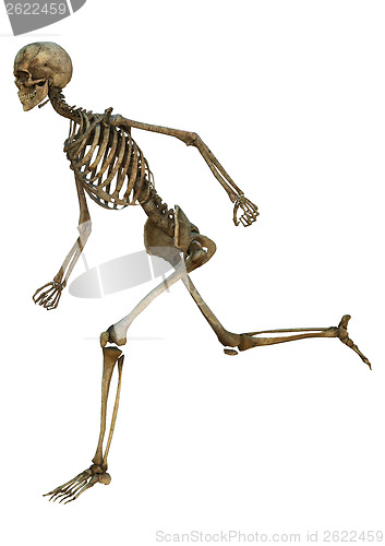 Image of Running Skeleton