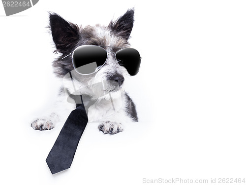 Image of Terrier dog 