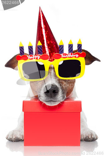 Image of birthday dog 