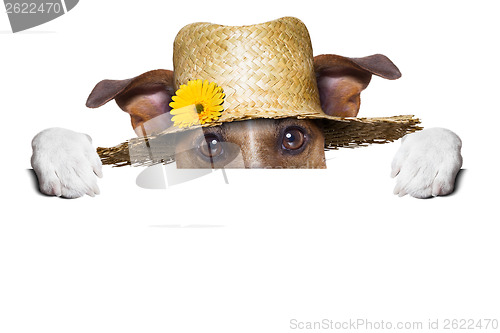Image of farmer dog