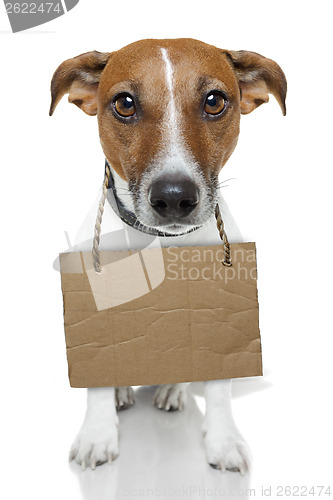 Image of Dog with empty cardboard