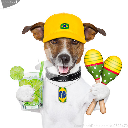 Image of funny dog brazil