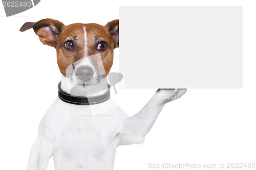 Image of copy space placard dog