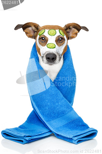 Image of dog with a beauty mask