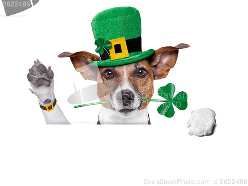 Image of st. patrick's day dog