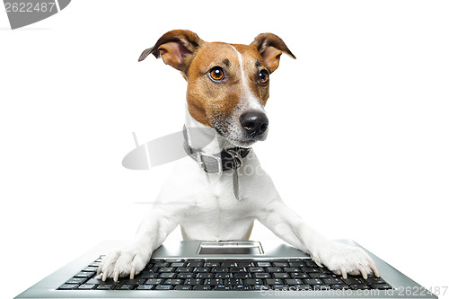 Image of dog computer pc tablet