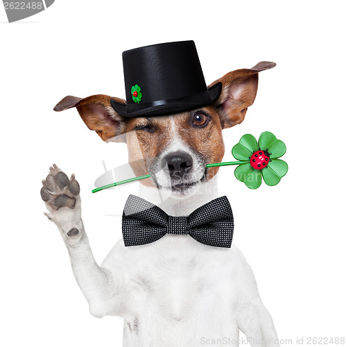 Image of chimney sweeper dog 