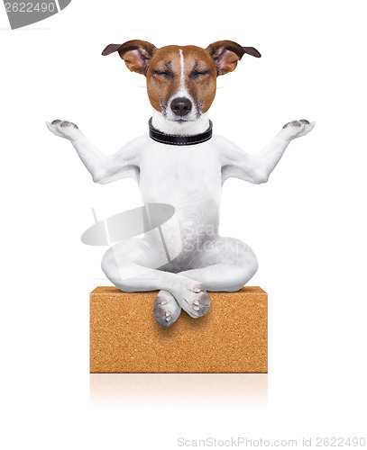 Image of yoga dog