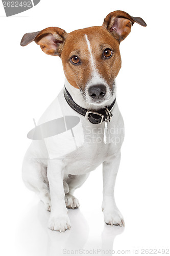 Image of jack russell terrier