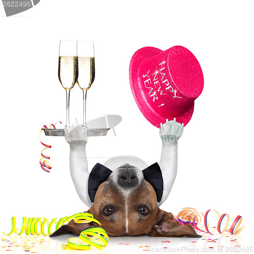 Image of new years eve dog