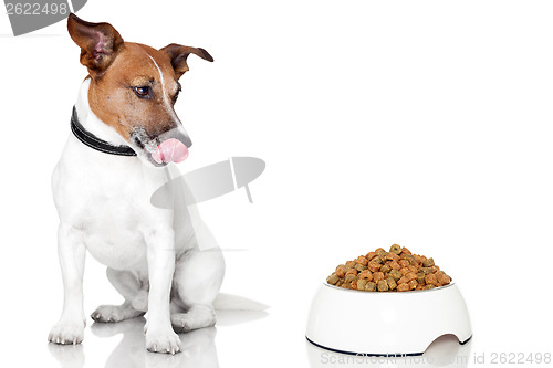 Image of dog bowl hungry meal eat