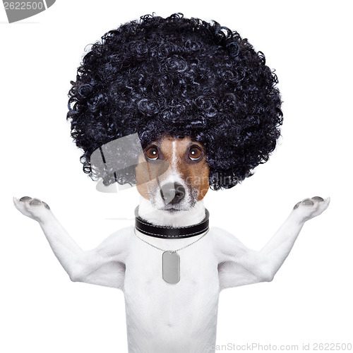 Image of afro dog 