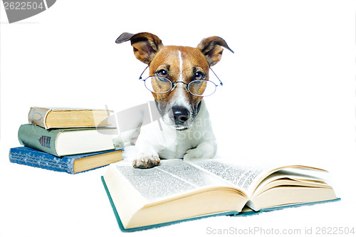 Image of dog reading book 