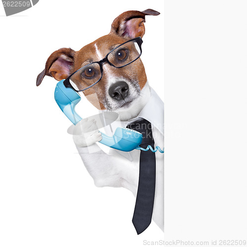 Image of business dog