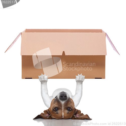 Image of moving box  dog