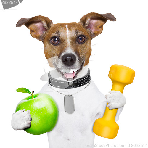 Image of fitness and healthy dog