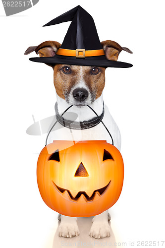 Image of halloween pumpkin witch dog