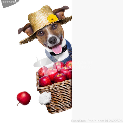 Image of farmer dog