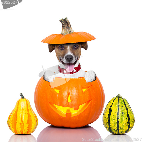 Image of halloween dog 