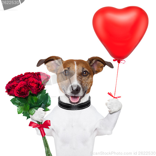 Image of valentine dog  