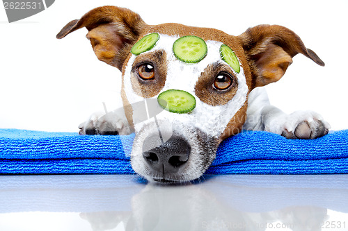 Image of dog with a beauty mask