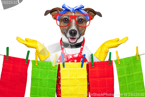 Image of housewife dog 