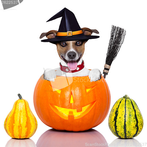 Image of halloween dog as witch