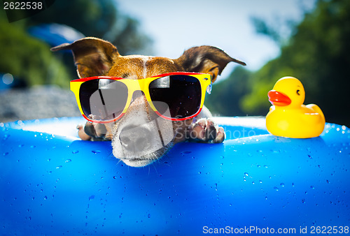 Image of beach dog