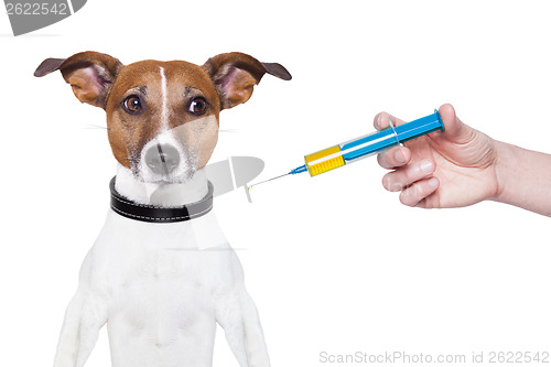 Image of dog vaccination