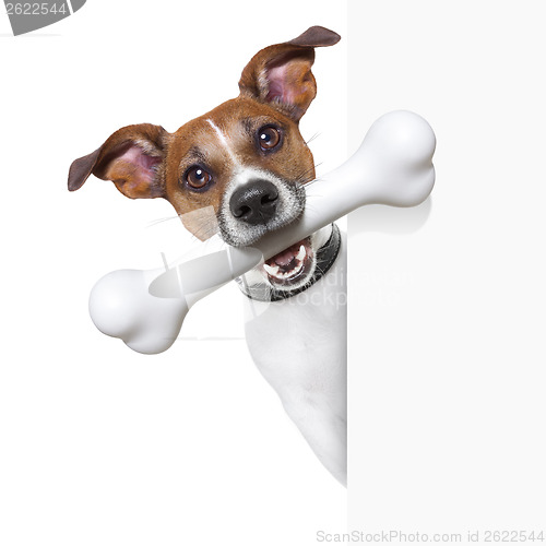 Image of dog with big bone 