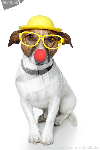 Image of funny dog nose hat glasses