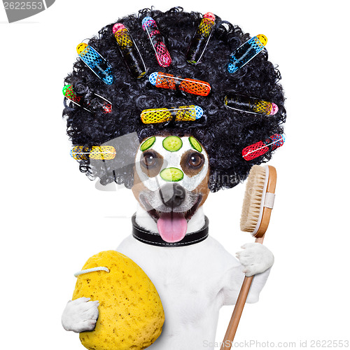 Image of wellness dog