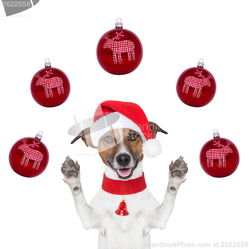 Image of christmas dog with santa hat and balls