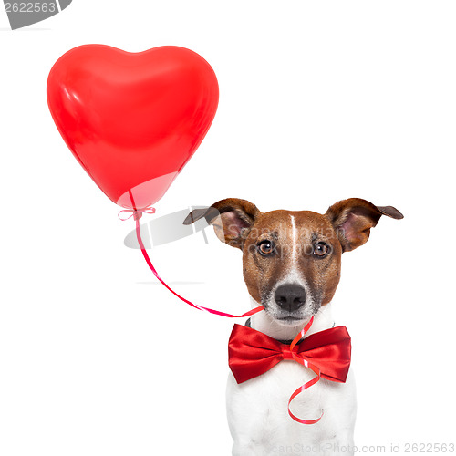 Image of dog in love