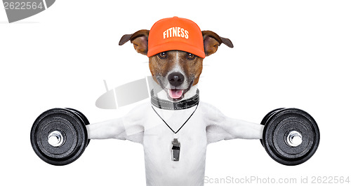 Image of fitness dog 