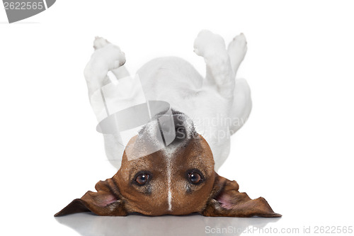 Image of dog  laying upside down 