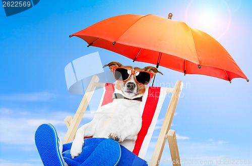 Image of dog sunbathing 