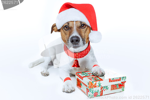 Image of christmas dog santa